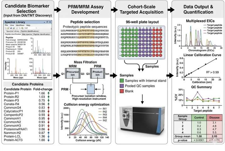 Biomarker validation workflow diagram showing PRM/MRM targeted LC-MS/MS pipeline from discovery data through cohort-scale quantification