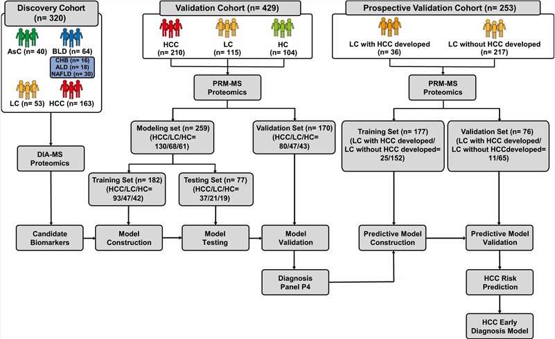 Three-stage study design schematic showing DIA discovery, PRM verification, and independent validation cohorts for HCC biomarker development