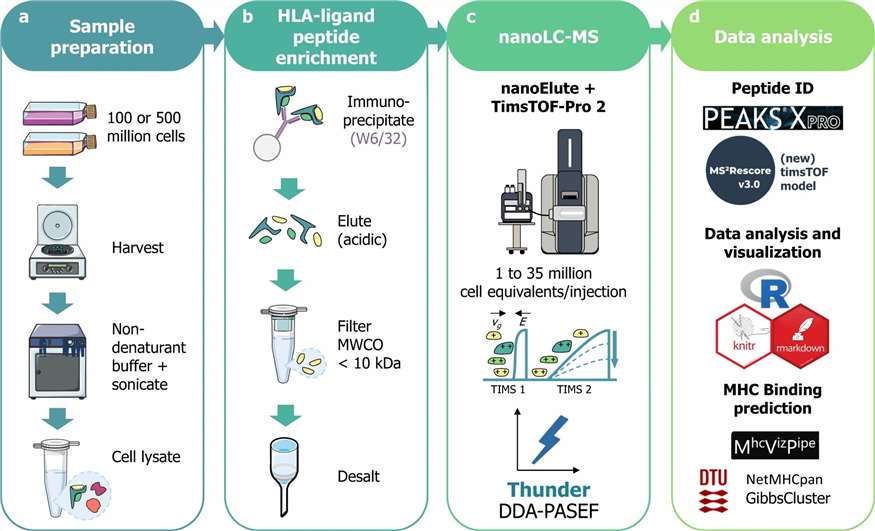 Thunder-DDA-PASEF method workflow diagram for immunopeptidomics analysis