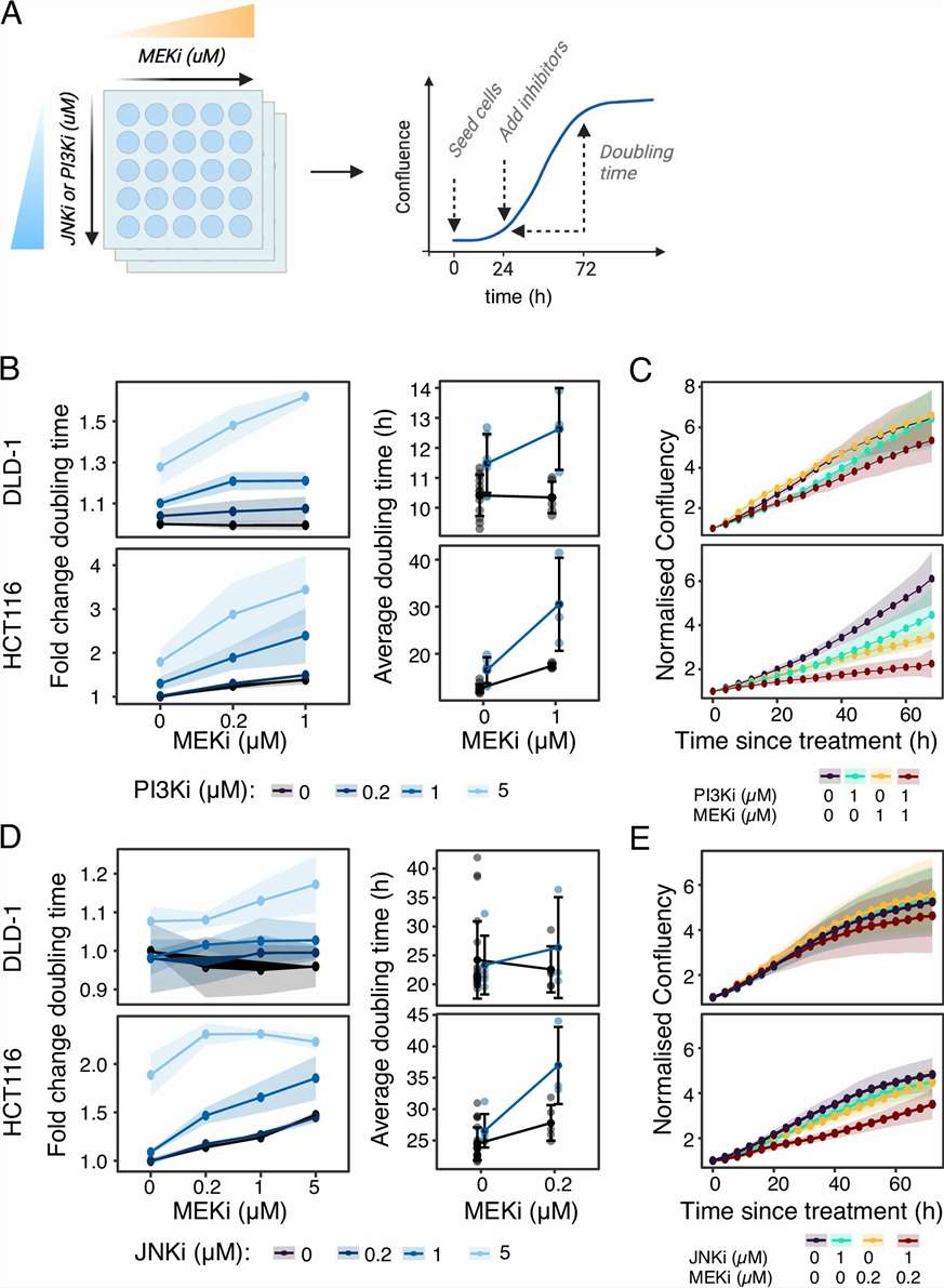 Integrated MoA model showing MEK inhibitor adaptive resistance through JNK pathway activation and therapeutic strategy of combined MEK and JNK inhibition