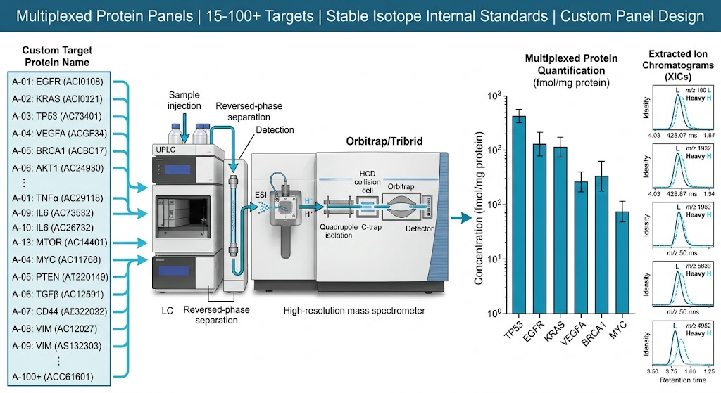 Multiplexed protein panel concept showing custom target list converging into a single LC-MS injection with stable isotope internal standards for every target analyte