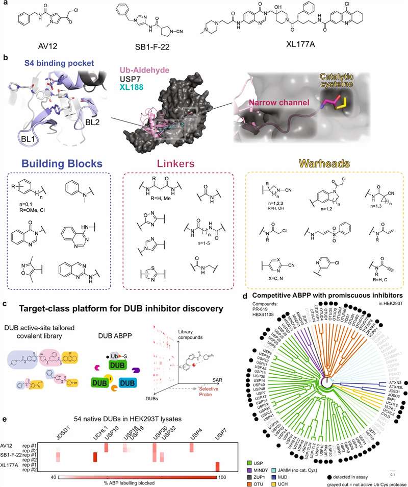 ABPP-based DUB inhibitor discovery and off-target profiling workflow from focused library screening through proteome-wide cysteine occupancy quantification