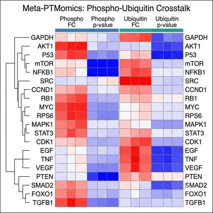 Meta-PTMomics crosstalk heatmap — co-regulated phosphorylation and ubiquitination sites on shared substrate proteins, multi-PTM network