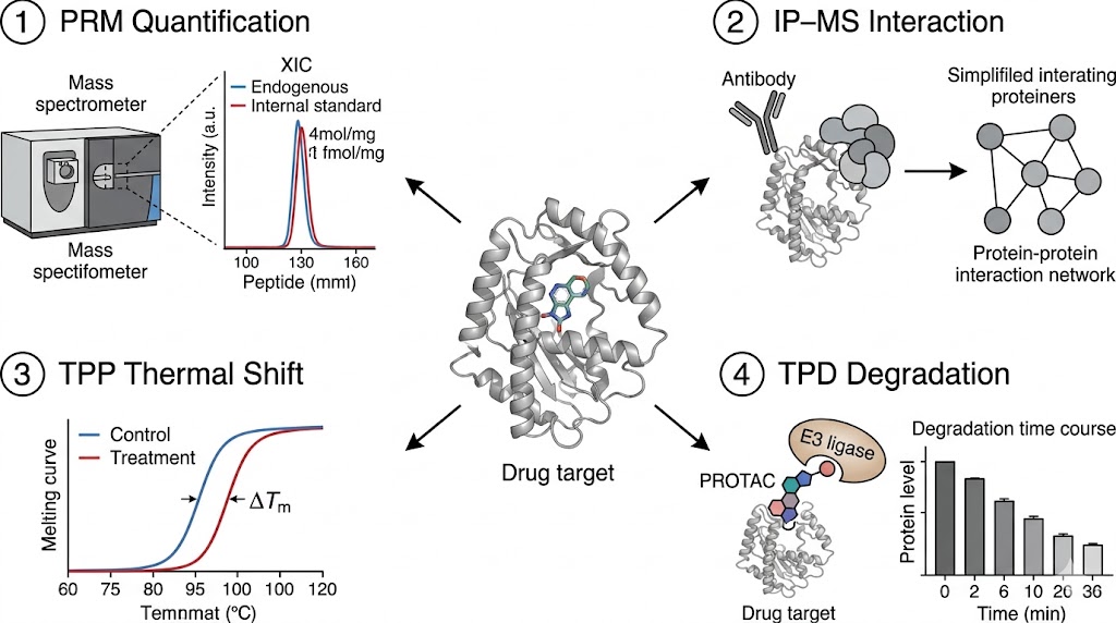 Four-pillar technology integration diagram showing PRM quantification, IP-MS interaction, TPP thermal shift, and TPD degradation around a central drug target