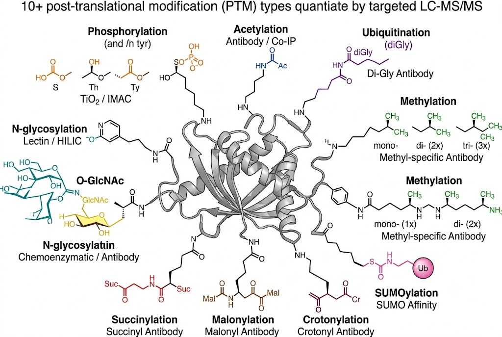 Overview of 10+ PTM types quantified by targeted LC-MS/MS including phosphorylation, acetylation, ubiquitination, methylation, and glycosylation