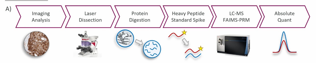 Experimental workflow for targeted MRM quantification of histone H3K14 acetylation in human macrophages