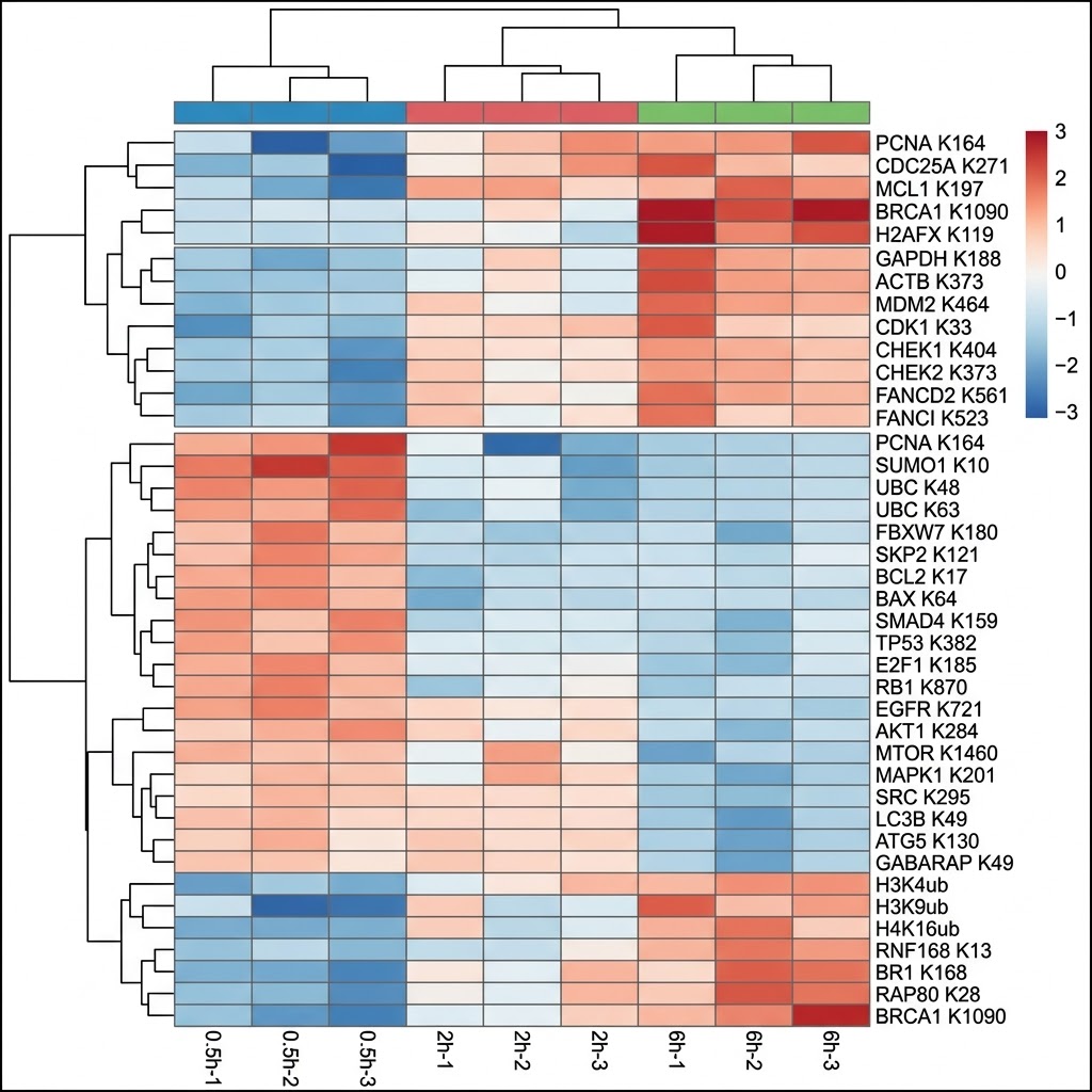 Ubiquitinome heatmap — quantitative diGLY site dynamics across time points after proteasome inhibitor treatment, SILAC ubiquitinomics