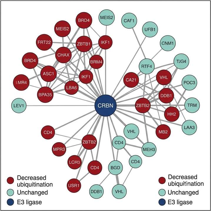 E3 ligase substrate network from diGLY proteomics — UBE2D3 E3 substrates protein interaction visualization, ubiquitin chain annotation