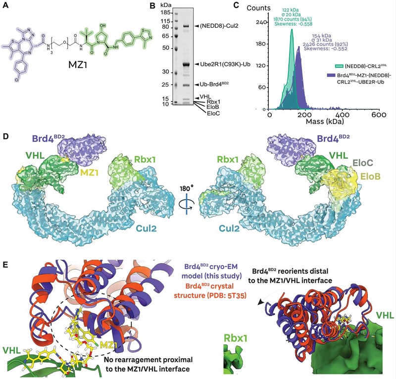 Cryo-EM structure of Brd4BD2 MZ1 CRL2VHL UBE2R1 ternary complex — PROTAC ubiquitination mechanism Figure 1 Crowe et al 2024