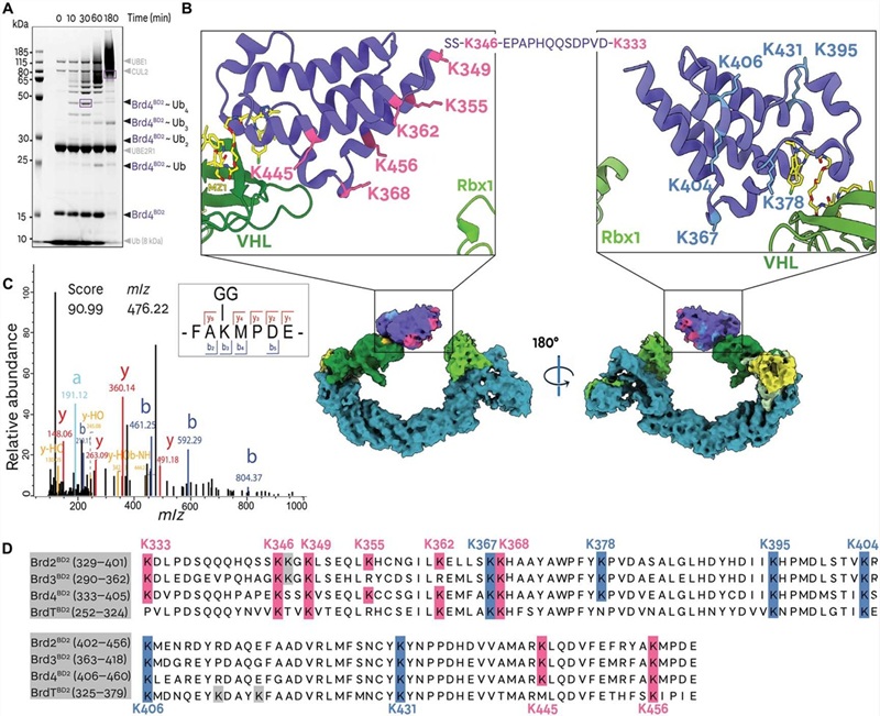In vitro ubiquitination MS map of Brd4BD2 lysines — light face vs dark face ubiquitination zone cryo-EM Figure 2 Crowe 2024