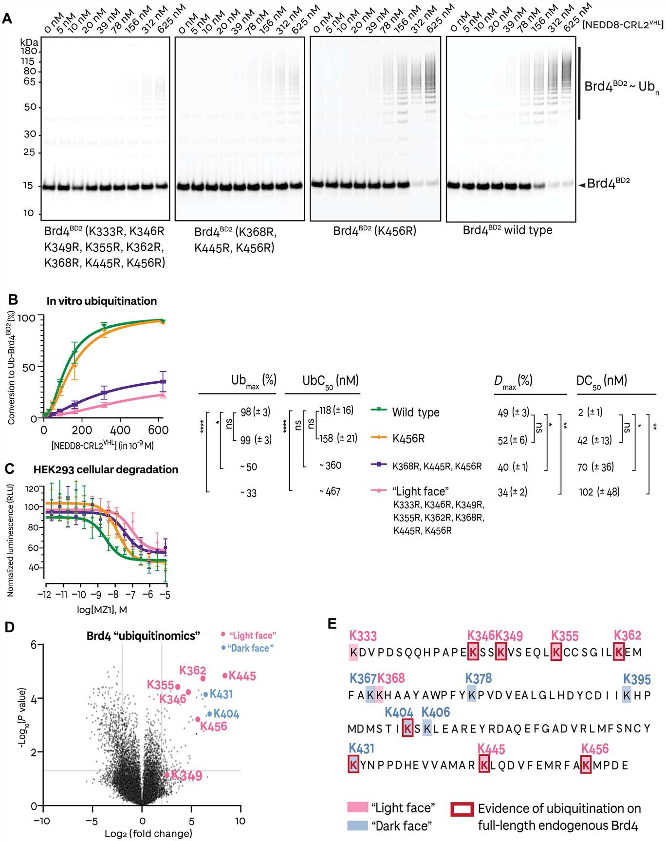 Cellular ubiquitinomics volcano plot 25843 sites MZ1 PROTAC treated HEK293 cells Brd4 K456 K445 highlighted Figure 5 Crowe 2024