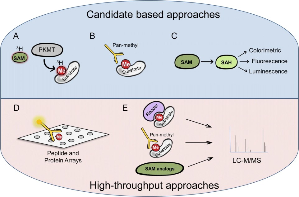Detection of lysine methylation.