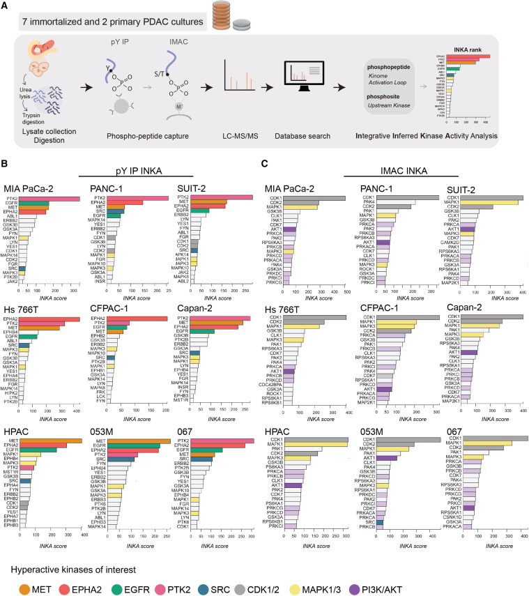 Phosphoproteomics workflow and INKA kinase activity scoring in PDAC cell lines — Figure 1 de Goeij-de Haas et al 2023