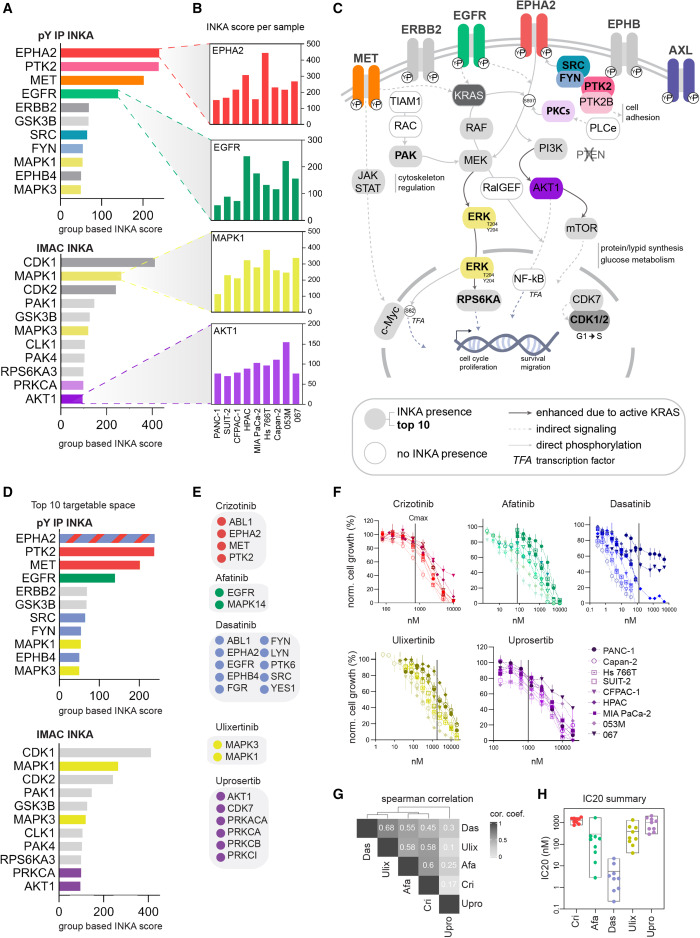 INKA kinase activity heatmap across PDAC cell lines — phosphoproteomics guided kinase inhibitor selection Figure 2