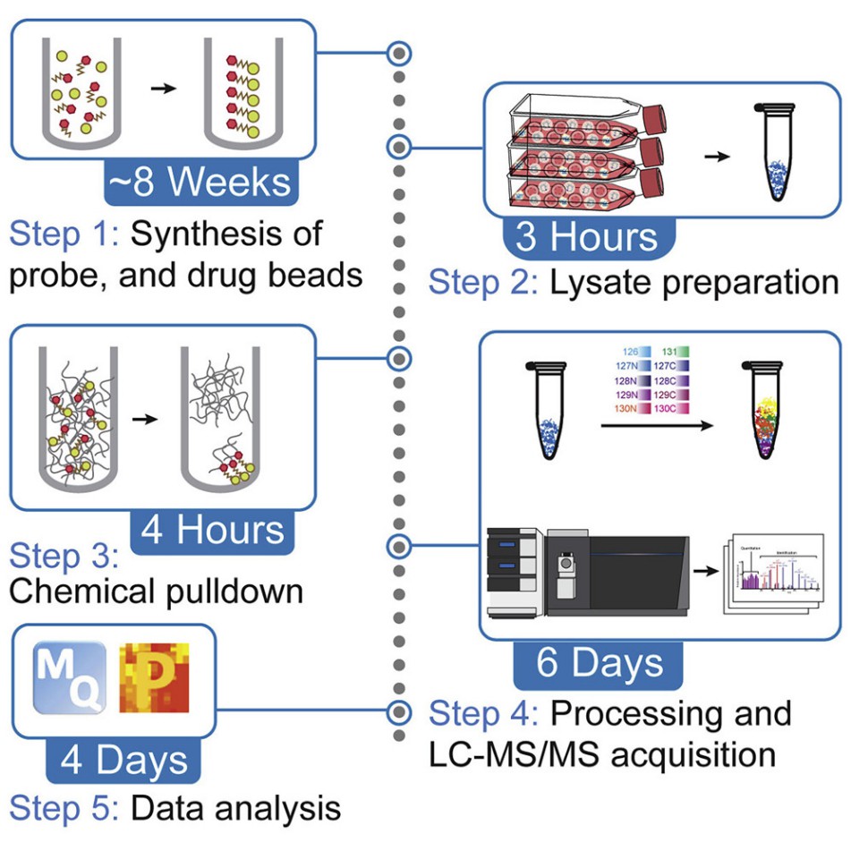 Pull-down assay workflow.