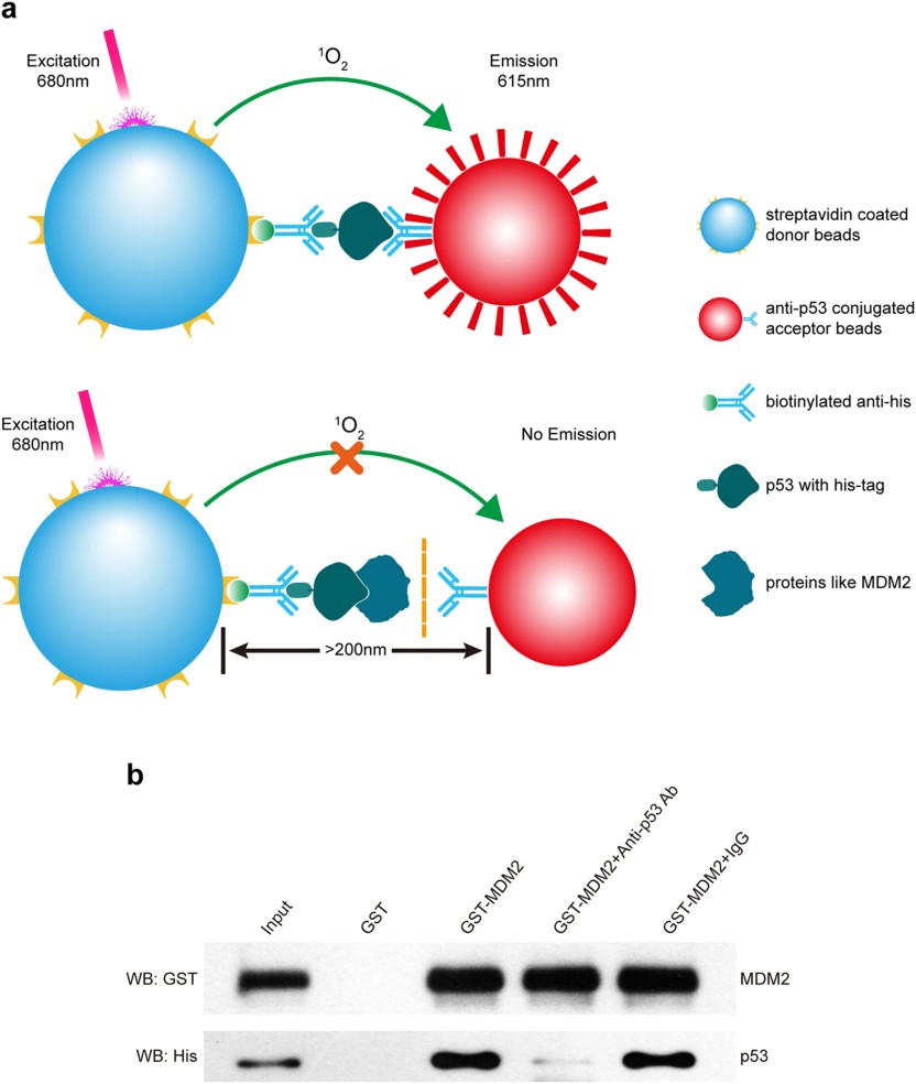 Analysis of the interaction between p53-His and MDM2-GST.