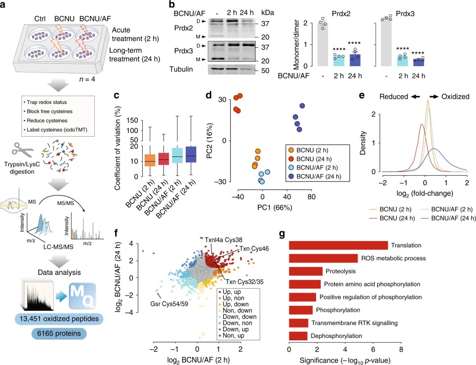 Results of redox proteomic analysis.