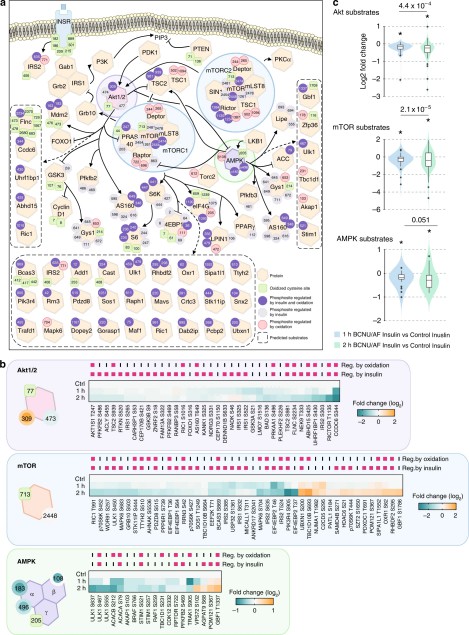 Oxidative stress-regulated phospho-signalling networks.