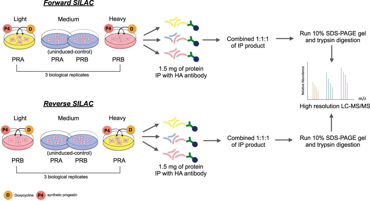 Scatter plots of log2 SILAC ratio comparing across replicates.