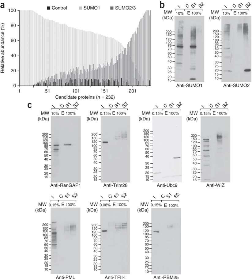 Analysis of the endogenous SUMO1- and SUMO2/3-modified proteome of HeLa cells.