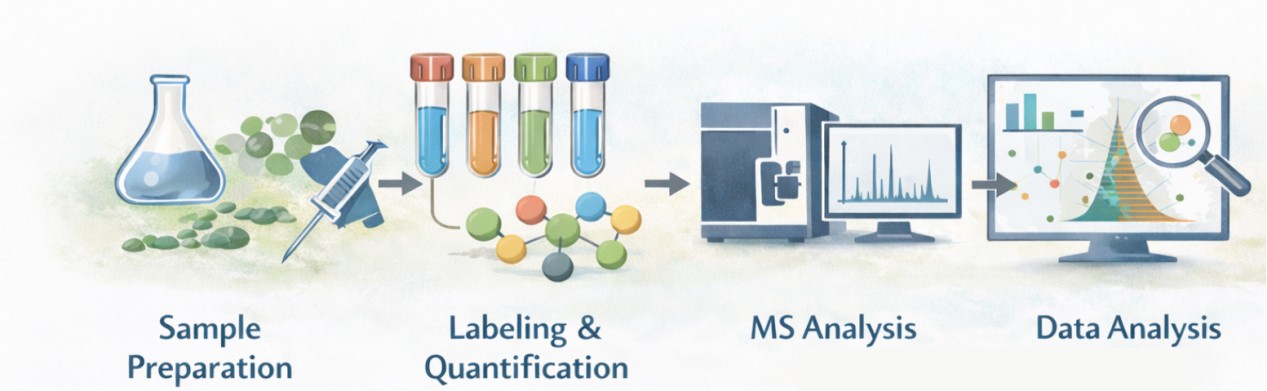 Creative Proteomics' TPD profiling workflows.