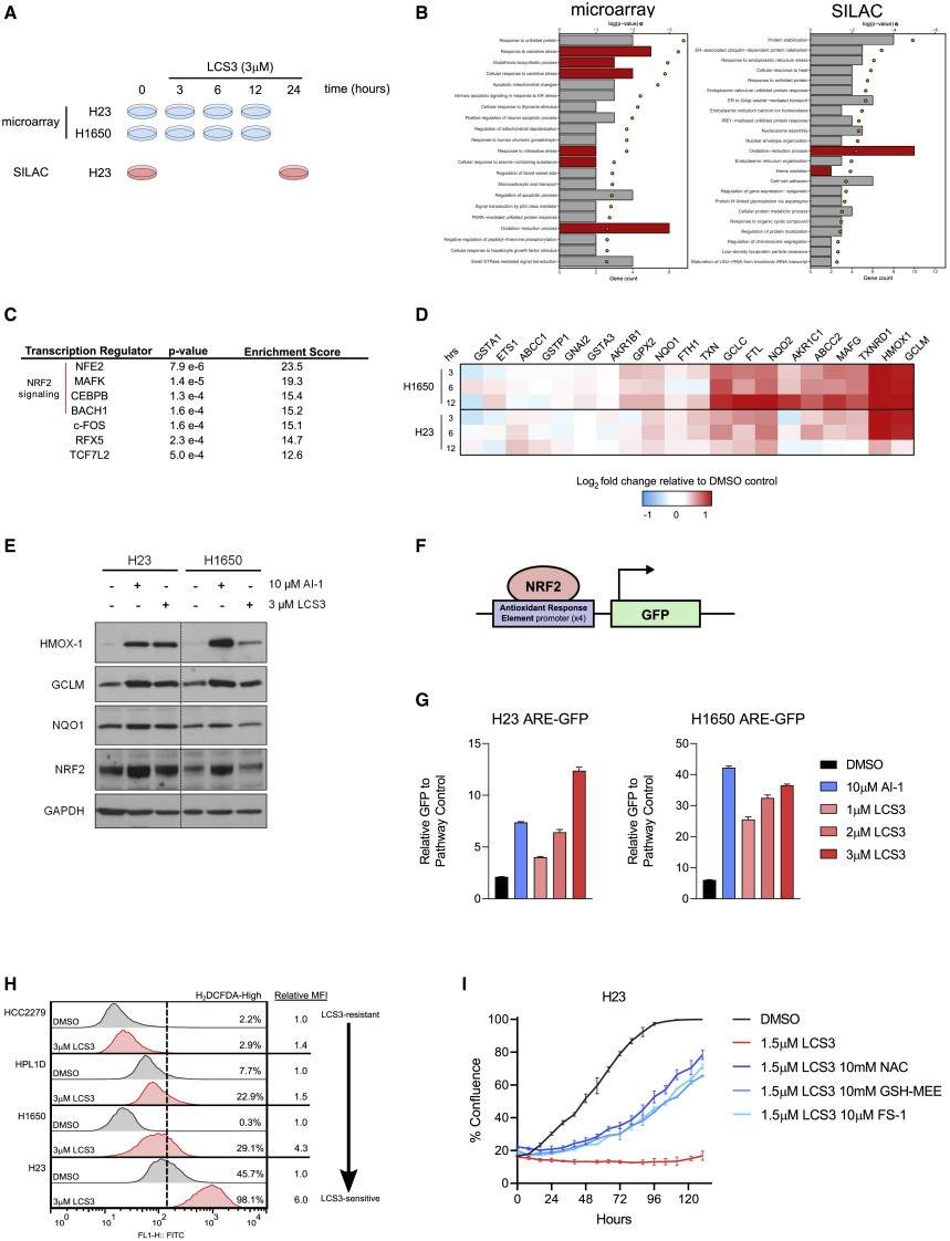 ROS and NRF2 pathway activated by LCS3.