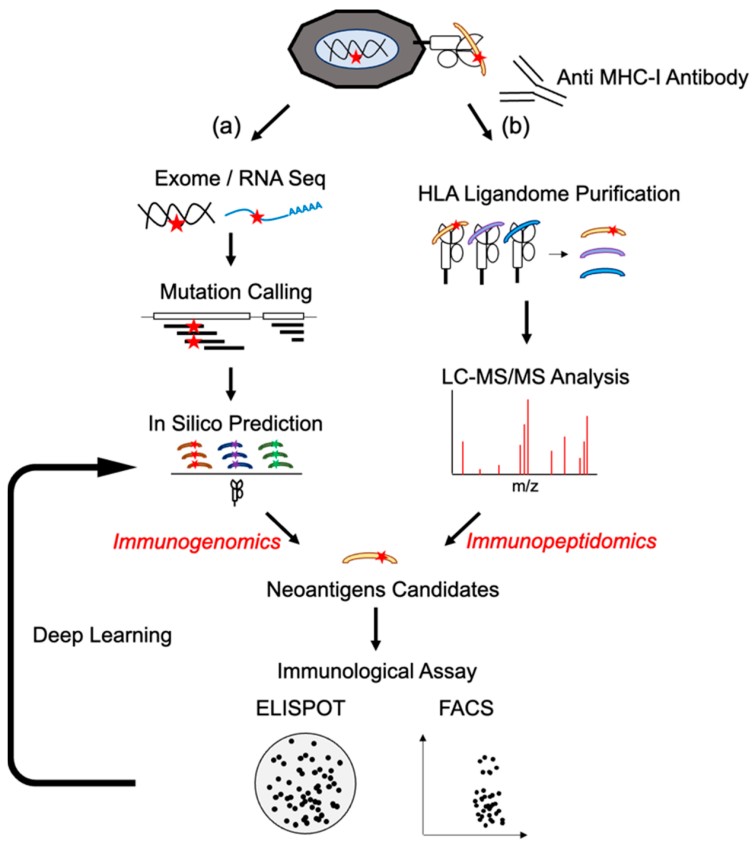 Neoantigen identification by immunogenomic or immunopeptidomic method.