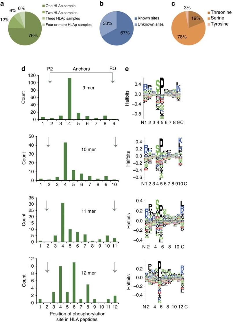 Characterization of phosphorylation on peptides. 