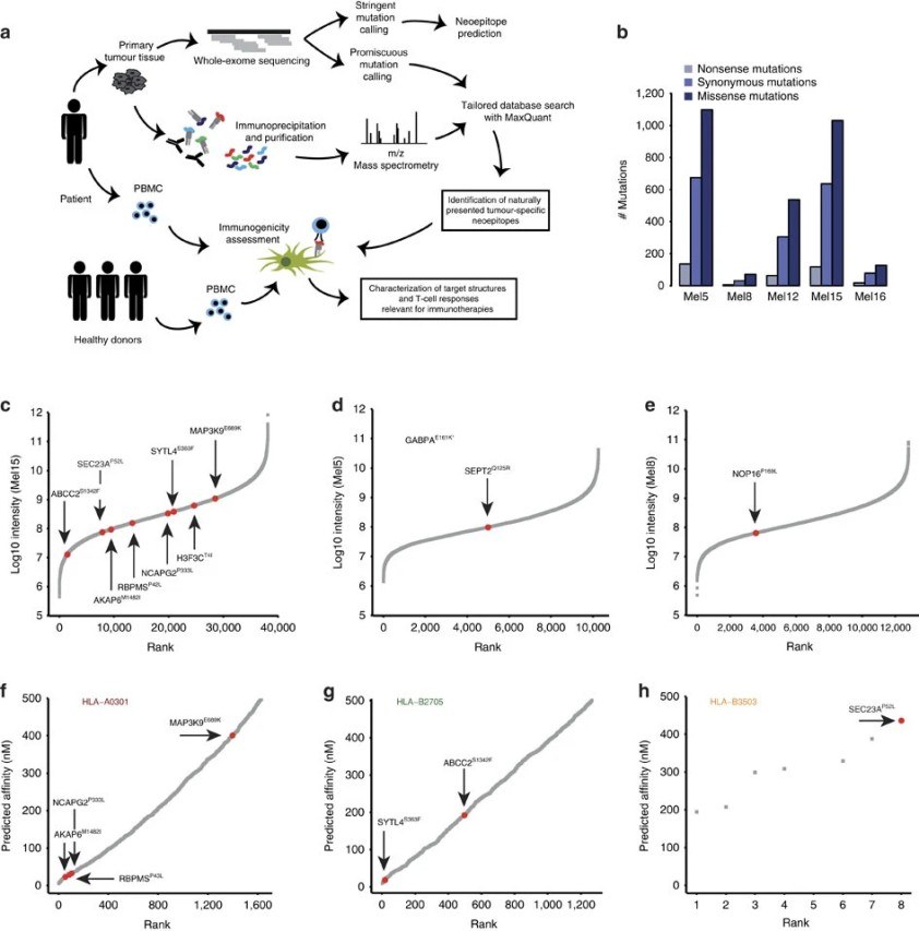 Identification of mutated peptide ligands. 
