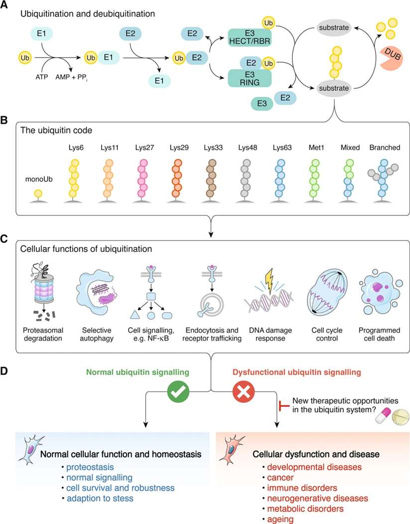 Schematic of the ubiquitination and deubiquitination reactions.