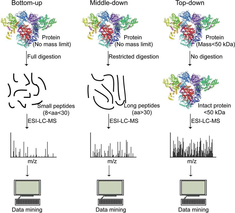 Schematic workflow of proteomics.
