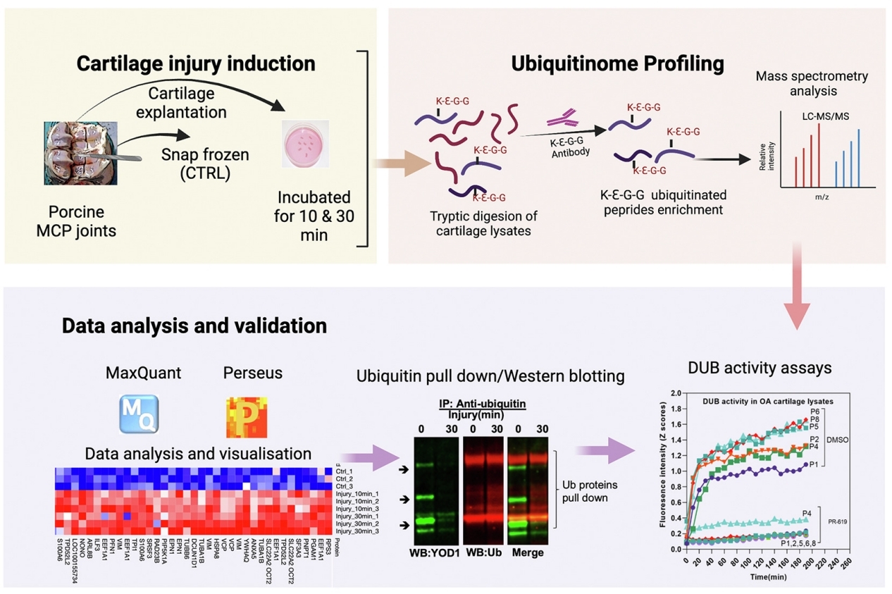 Schematic of for the mechano-ubiquitinome of articular cartilage study.