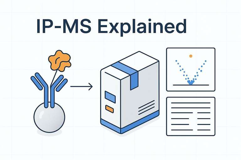 Cover image showing antibody-based immunoprecipitation leading to LC‑MS/MS readout with volcano plot and protein table for IP‑MS.