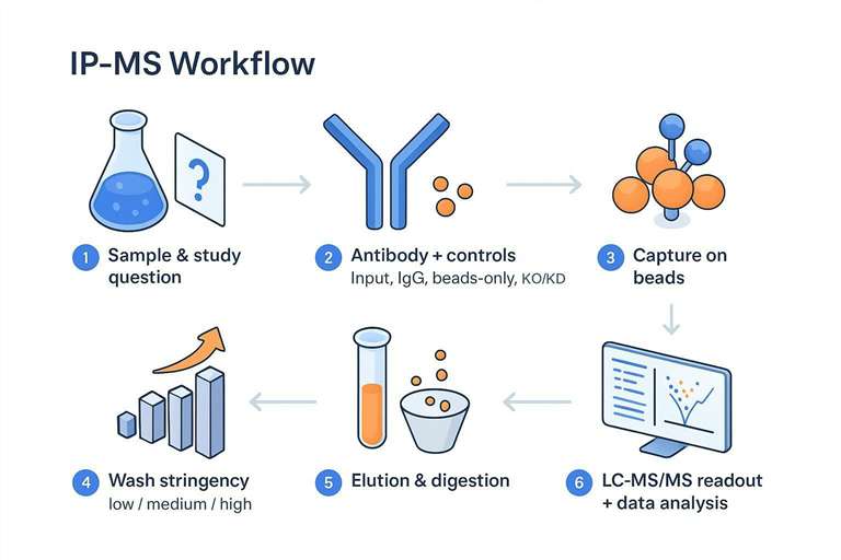 IP-MS workflow diagram for immunoprecipitation followed by mass spectrometry and quantitative data analysis.