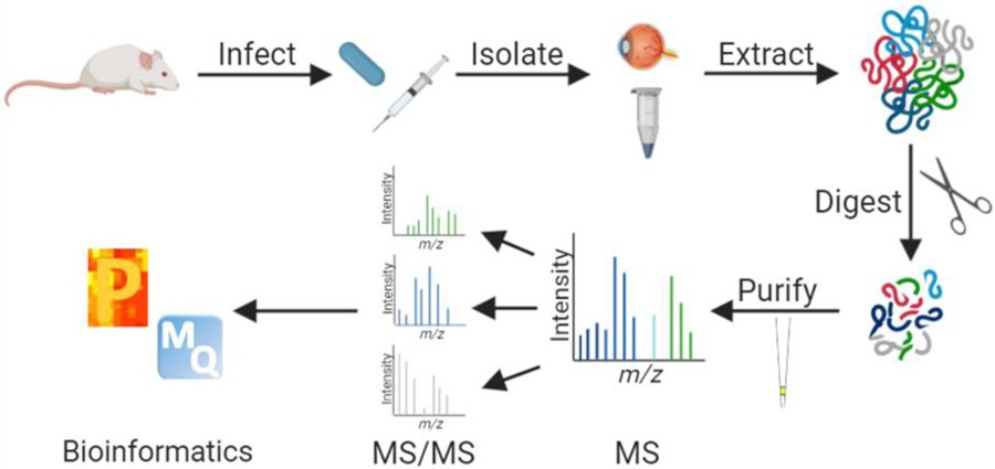 Overview of bottom-up proteomics workflow.