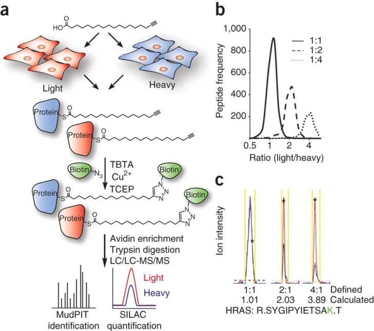 Quantitative analysis of palmitoylation.