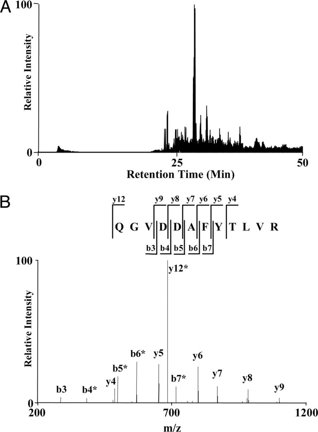 Nano-HPLC/MS/MS analysis for protein identification.