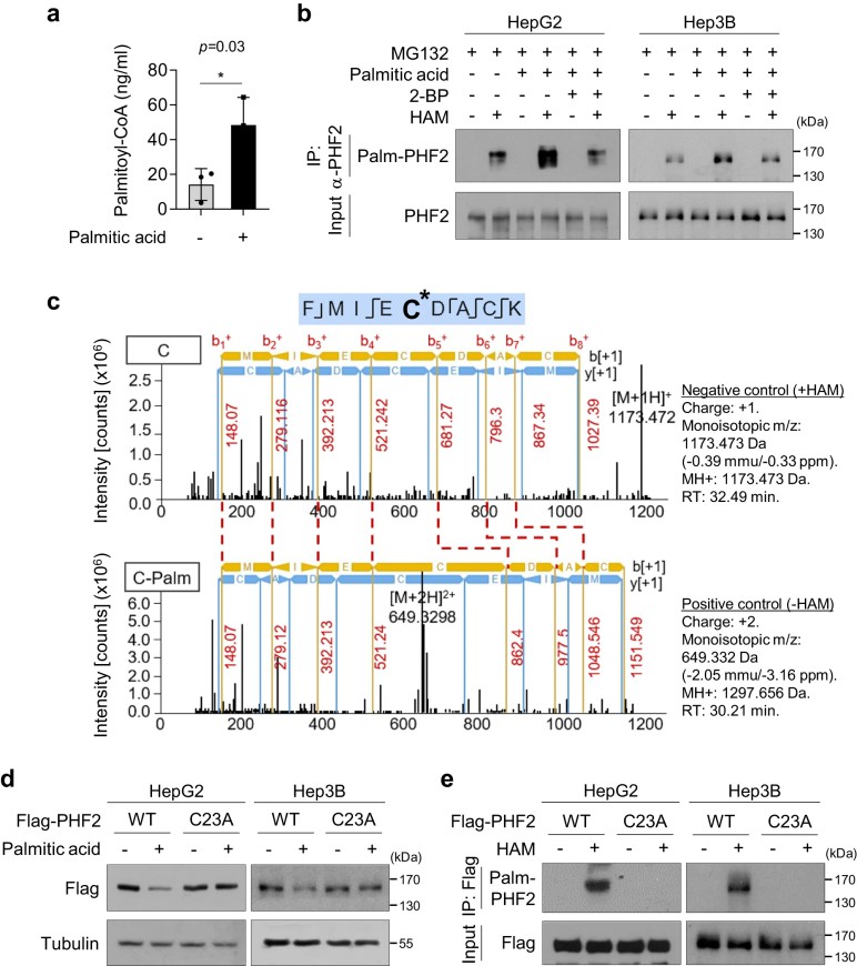 Palmitoylation of PHF2 at cysteine 23.