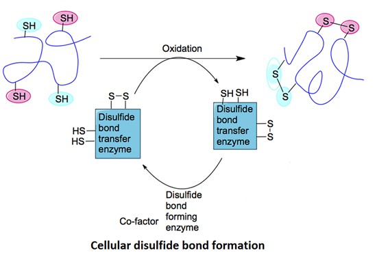 Cellular disulfide bond formation.
