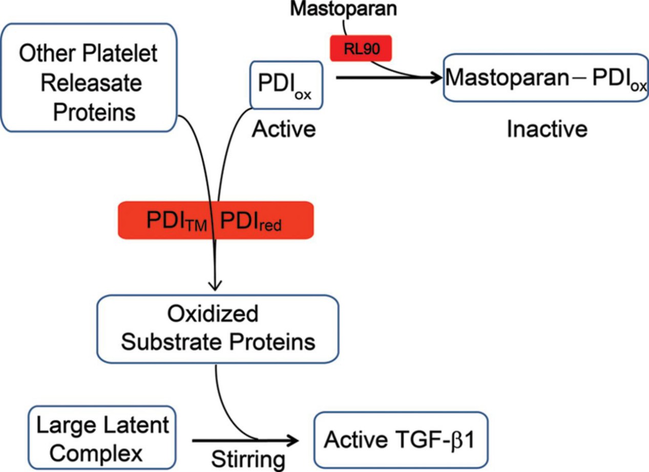 Working model for the thiol-dependent contribution to shear-induced TGF-β1 activation.