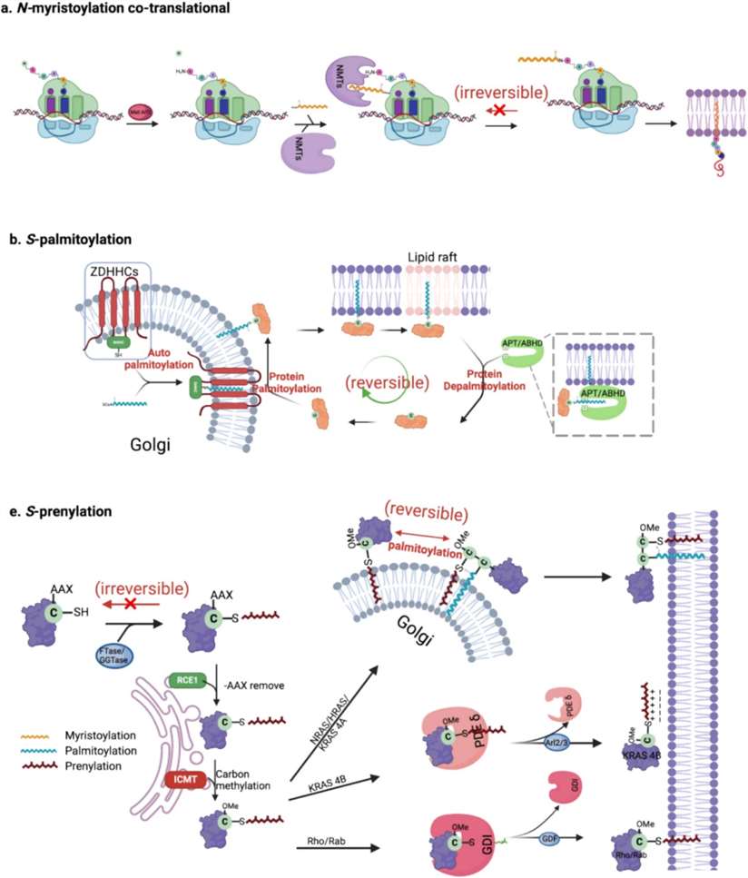 What Is Protein Lipidation