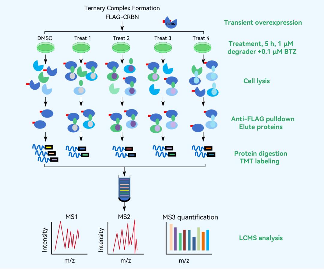 AP-MS (Affinity Purification-Mass Spectrometry) Analysis for protein degrader Research