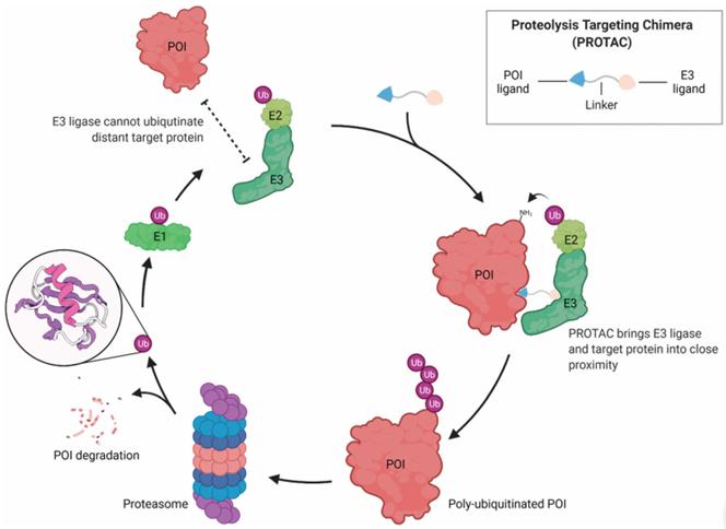 Figure 1 Protein degraders use the UPS to induce targeted protein degradation