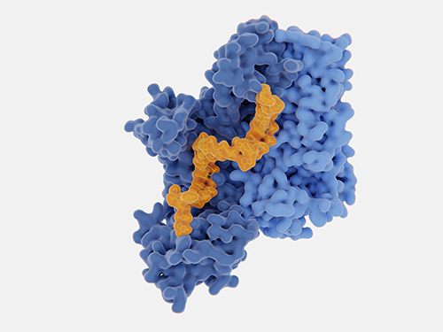 DNA/RNA Adductomics and Damage Analysis
