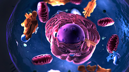 DNA/RNA Modifications