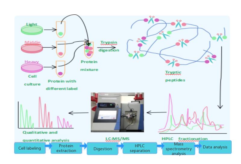 SILAC Service For Evaluating Protein Degrader Efficacy