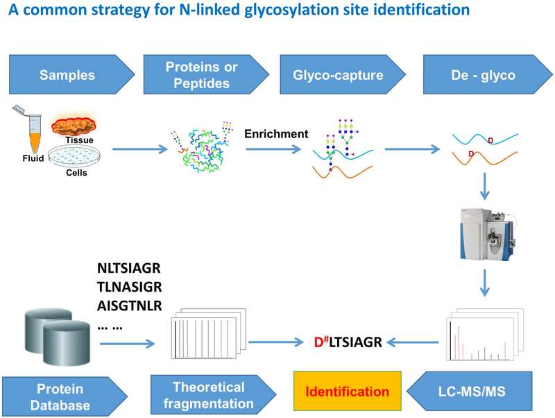 How to Analysis Glycosylation Sites