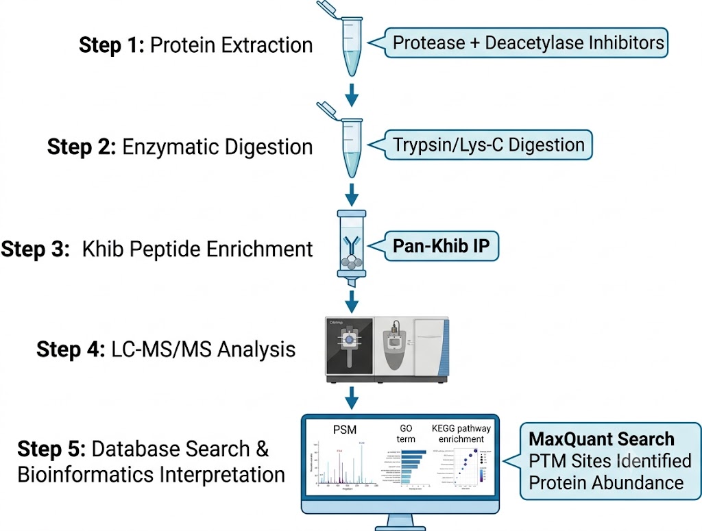 Khib quantification: 5-step workflow with Orbitrap MS