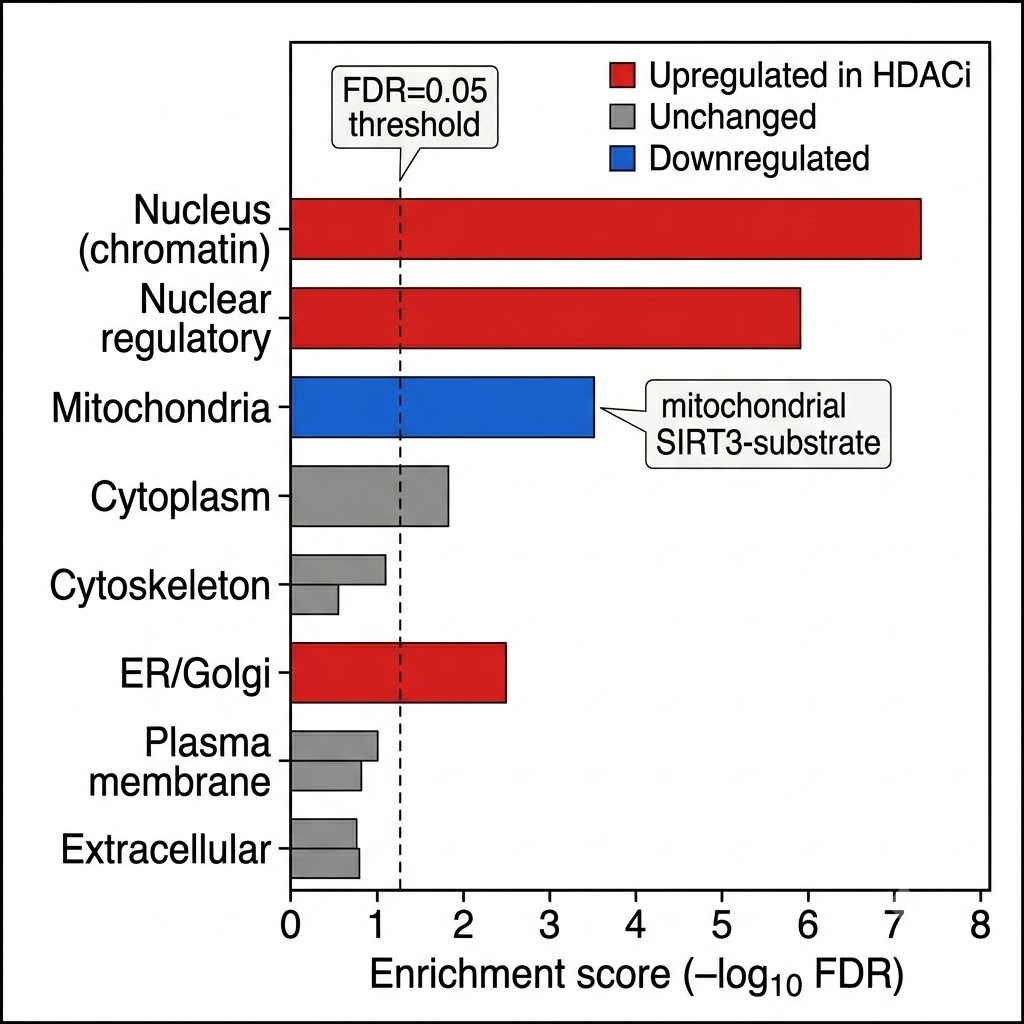 Subcellular localization enrichment bar chart — acetylation regulation enriched in nucleus chromatin and mitochondria after HDAC inhibitor treatment, non-histone cytoplasmic acetylation unchanged