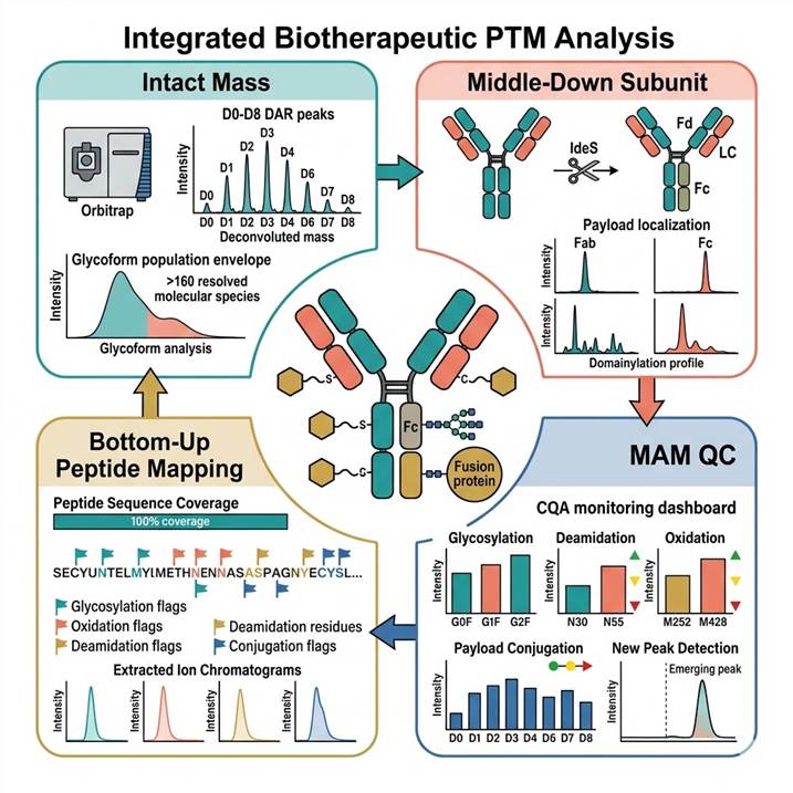 ADC fusion protein biotherapeutic PTM analysis by LC-MS platform